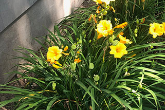 Flower Installation - Lexington